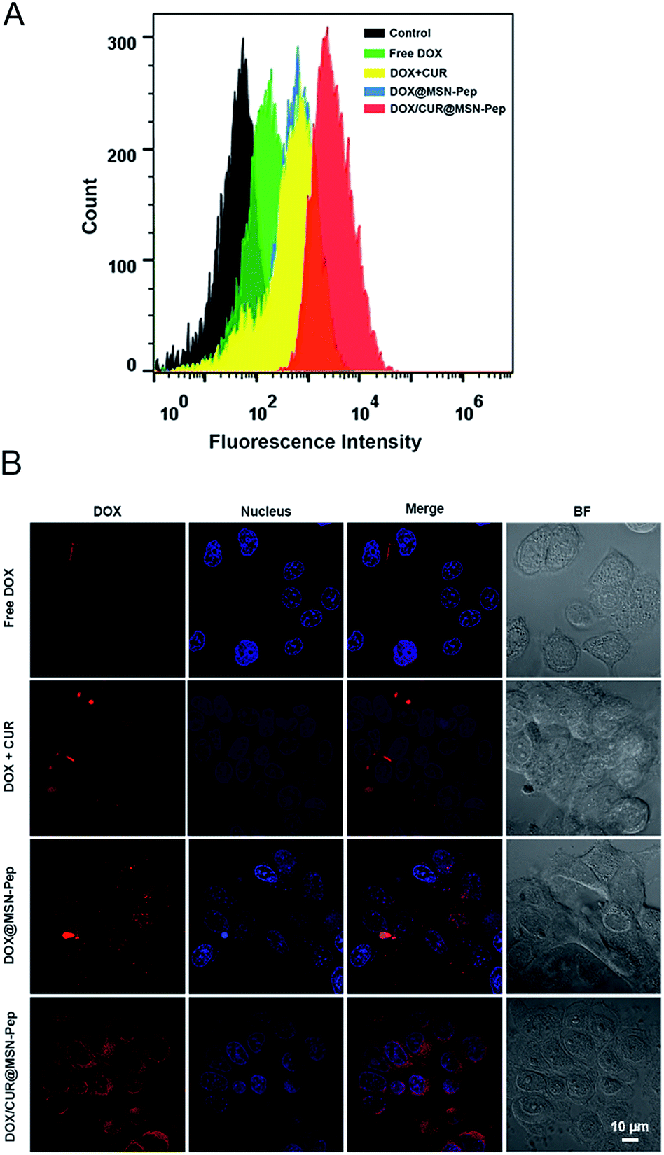 A Peptide Decorated And Curcumin Loaded Mesoporous Silica Nanomedicine For Effectively Overcoming Multidrug Resistance In Cancer Cells Rsc Advances Rsc Publishing A Peptide Decorated And Curcumin Loaded Mesoporous Silica Nanomedicine For Effectively Overcoming Multidrug Resistance In Cancer Cells Rsc Advances Rsc Publishing