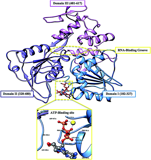 Delving Into Zika Virus Structural Dynamics – A Closer Look At Ns3