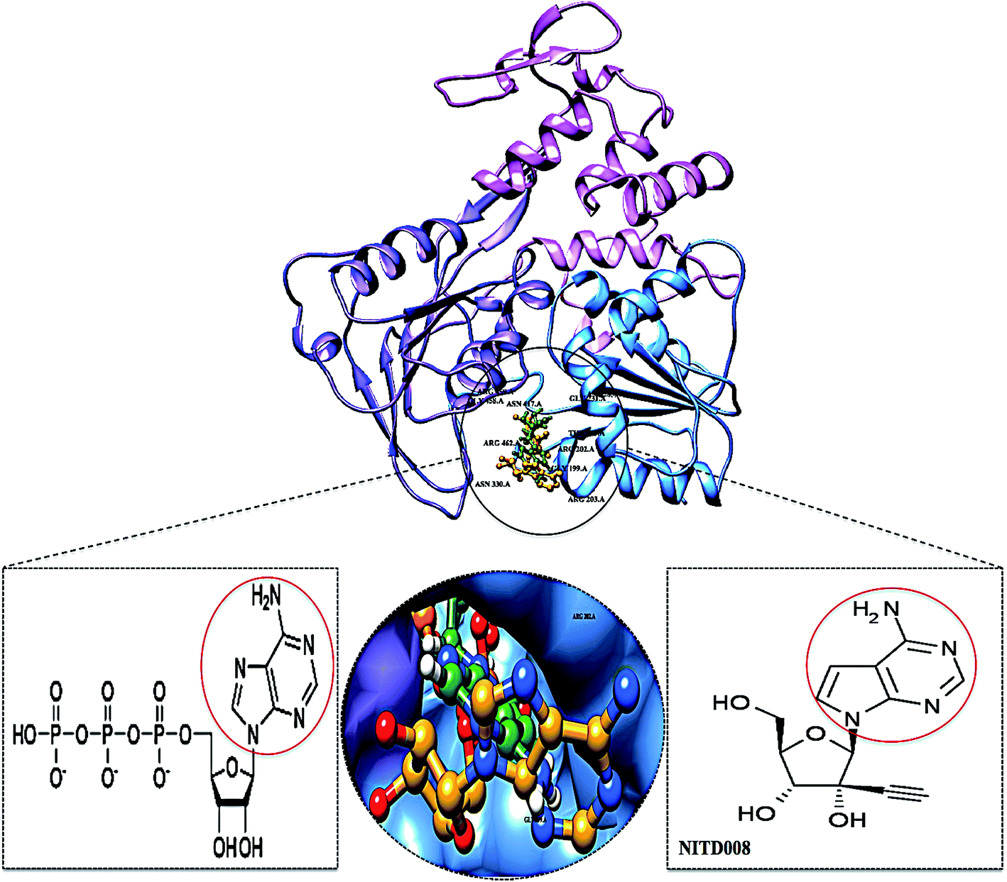 Delving Into Zika Virus Structural Dynamics – A Closer Look At Ns3