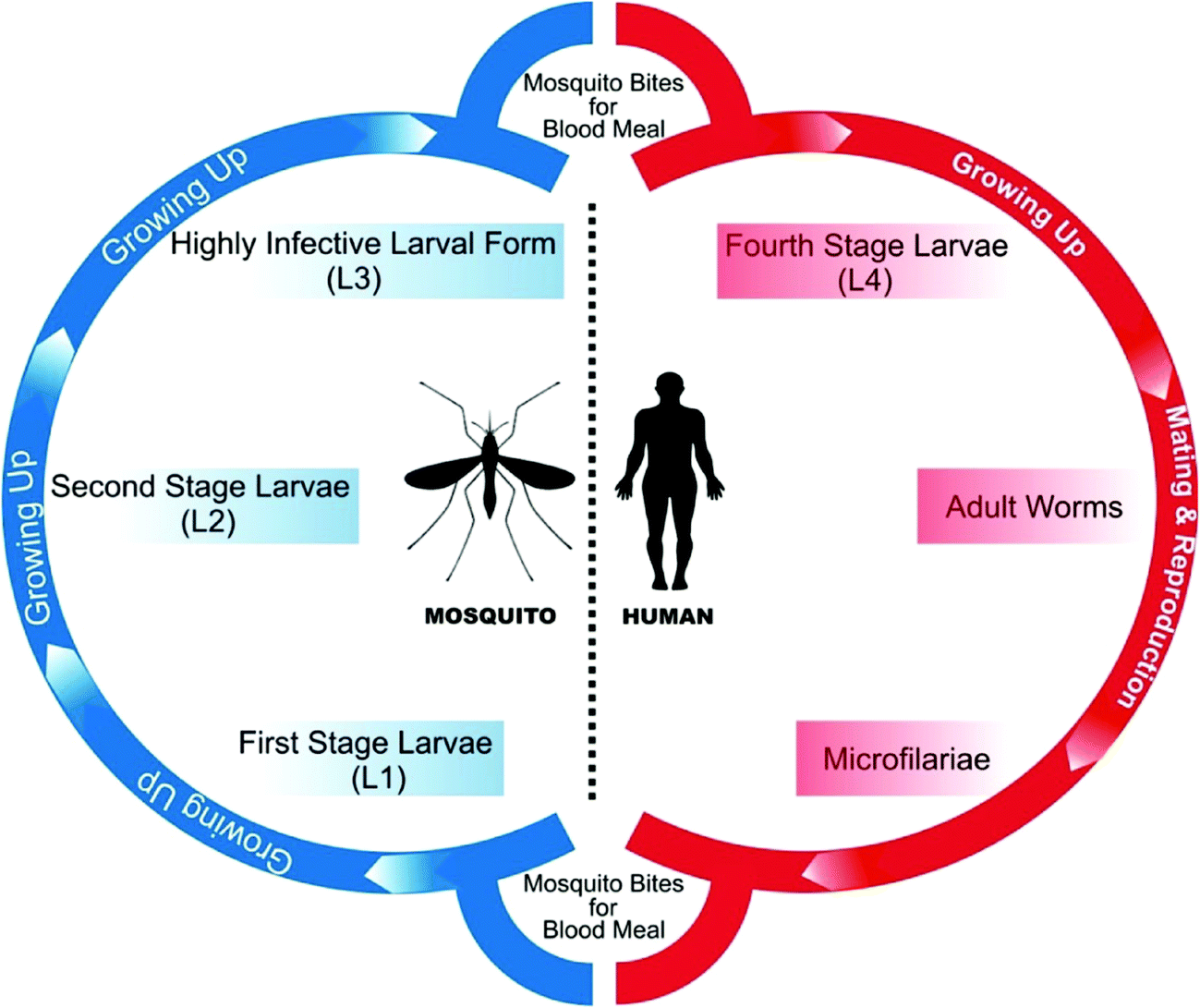 Elephantiasis Worm Life Cycle