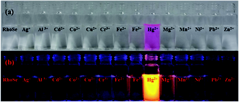 A Rhodamine Based Chemosensor With Diphenylselenium For Highly Selective Fluorescence Turn On