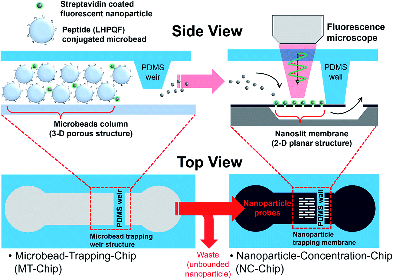 Nanoslitconcentrationchip integrated microbeadbased protein assay