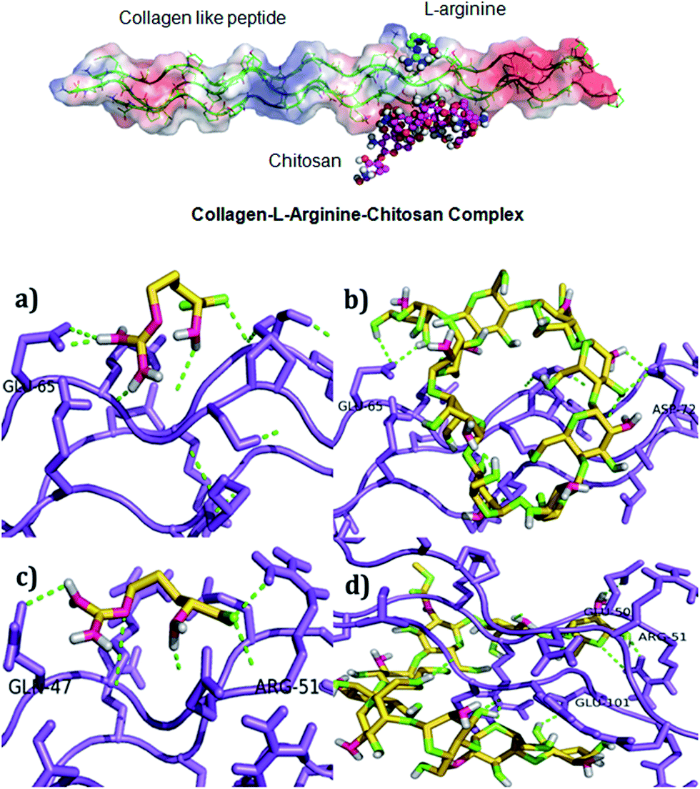 l Arginine intercedes biocrosslinking of a collagenchitosan 3D