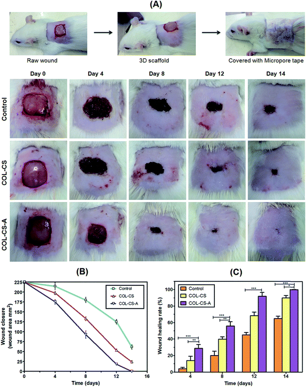 l -Arginine intercedes bio-crosslinking of a collagen–chitosan 3D ...