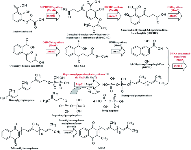 Enhancing menaquinone-7 production in recombinant Bacillus ...