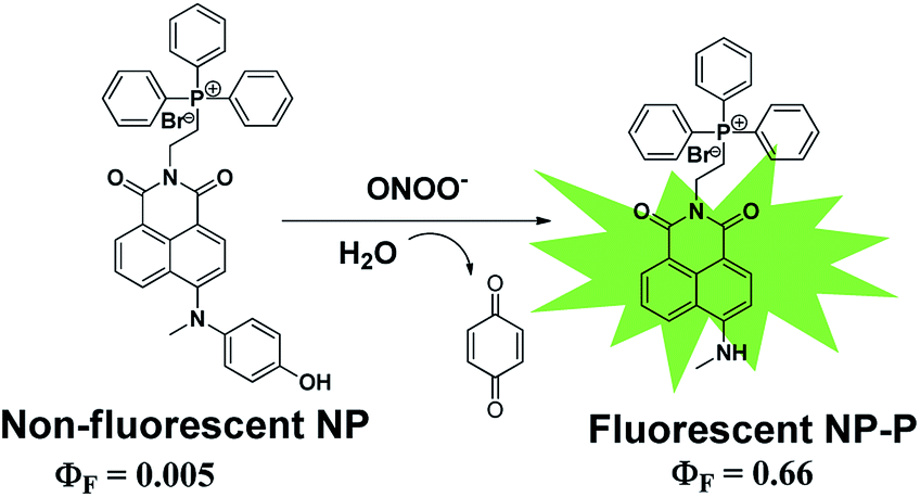 A Naphthalimide Based Fluorescent Probe For Selective And Sensitive Detection Of