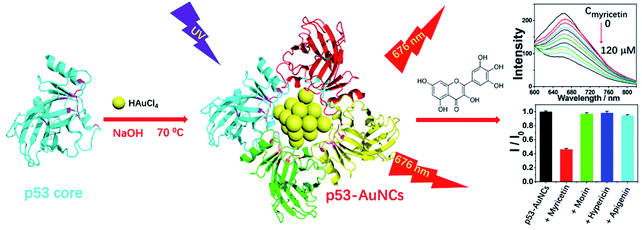 Red-emitting p53-protected gold nanoclusters and their screening of ...