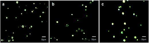 Slide cover glass immobilized liquid crystal microdroplets for ...