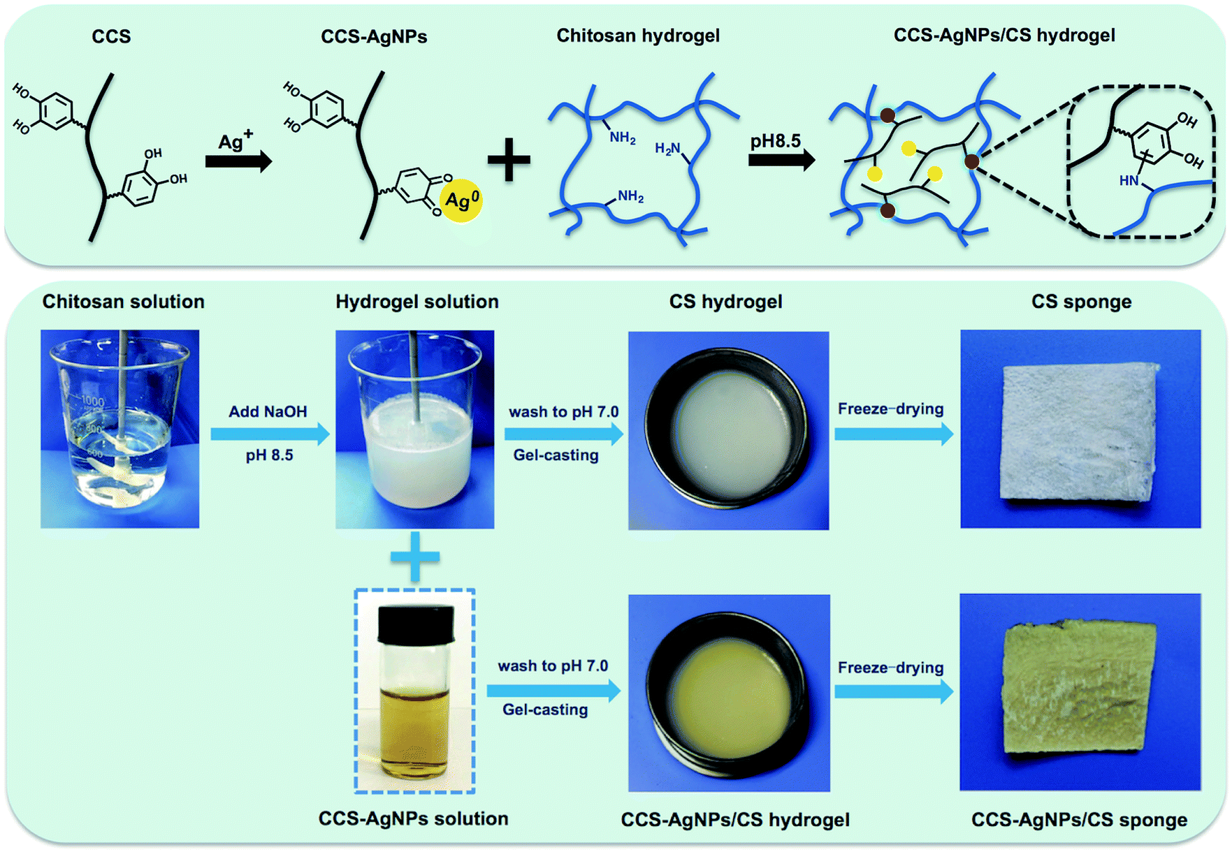 A novel silver-loaded chitosan composite sponge with sustained silver ...