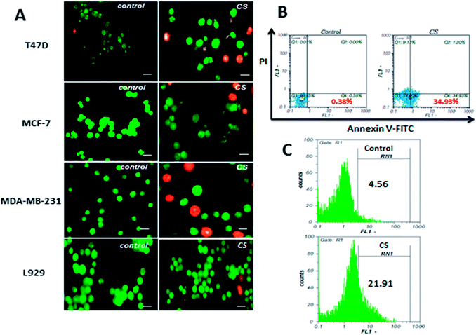 Chitosan promotes ROS-mediated apoptosis and S phase cell cycle arrest