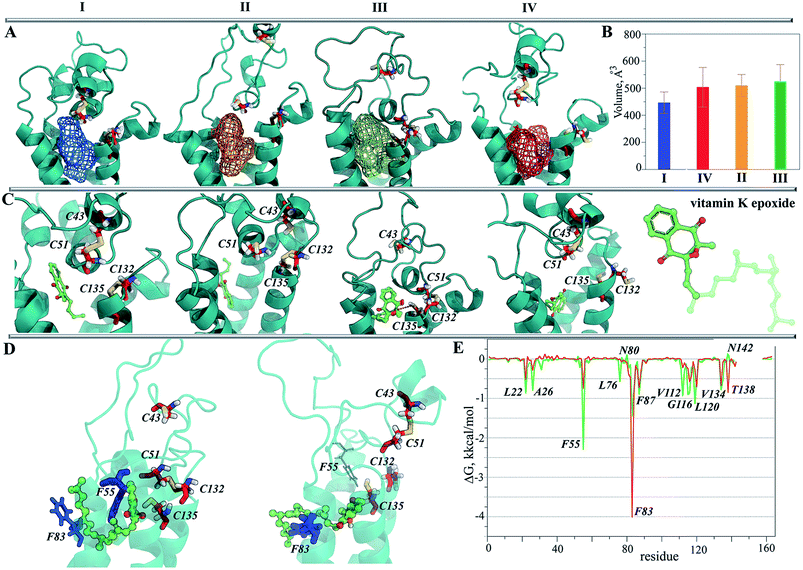 Identification of the functional states of human vitamin K epoxide