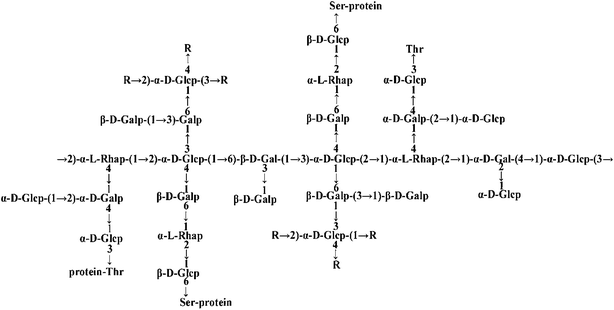 Endocytosis mechanism of a novel proteoglycan, extracted from Ganoderma ...