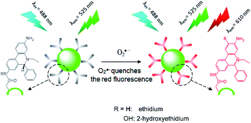 Fluorescent Carbon Dots Rational Synthesis Tunable Optical Properties And Analytical 2884