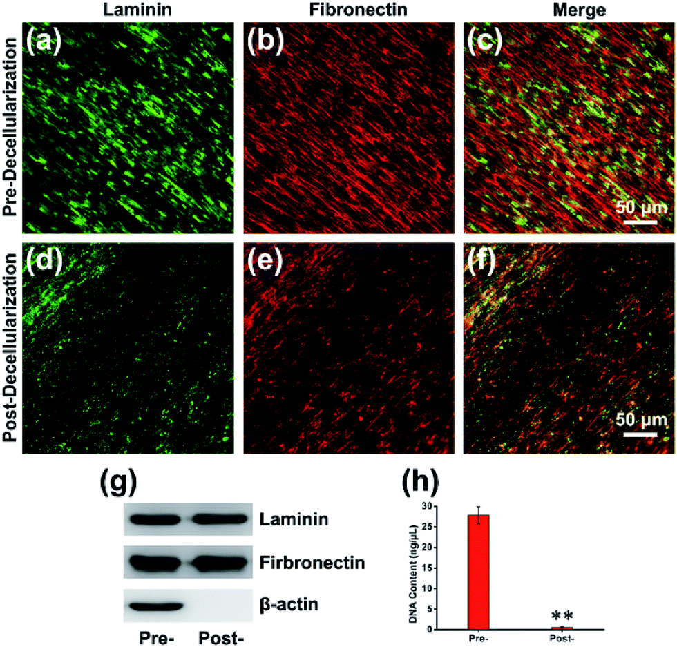 Hydrophilic Cell Derived Extracellular Matrix As A Niche To Promote Adhesion And Differentiation Of Neural Progenitor Cells Rsc Advances Rsc Publishing