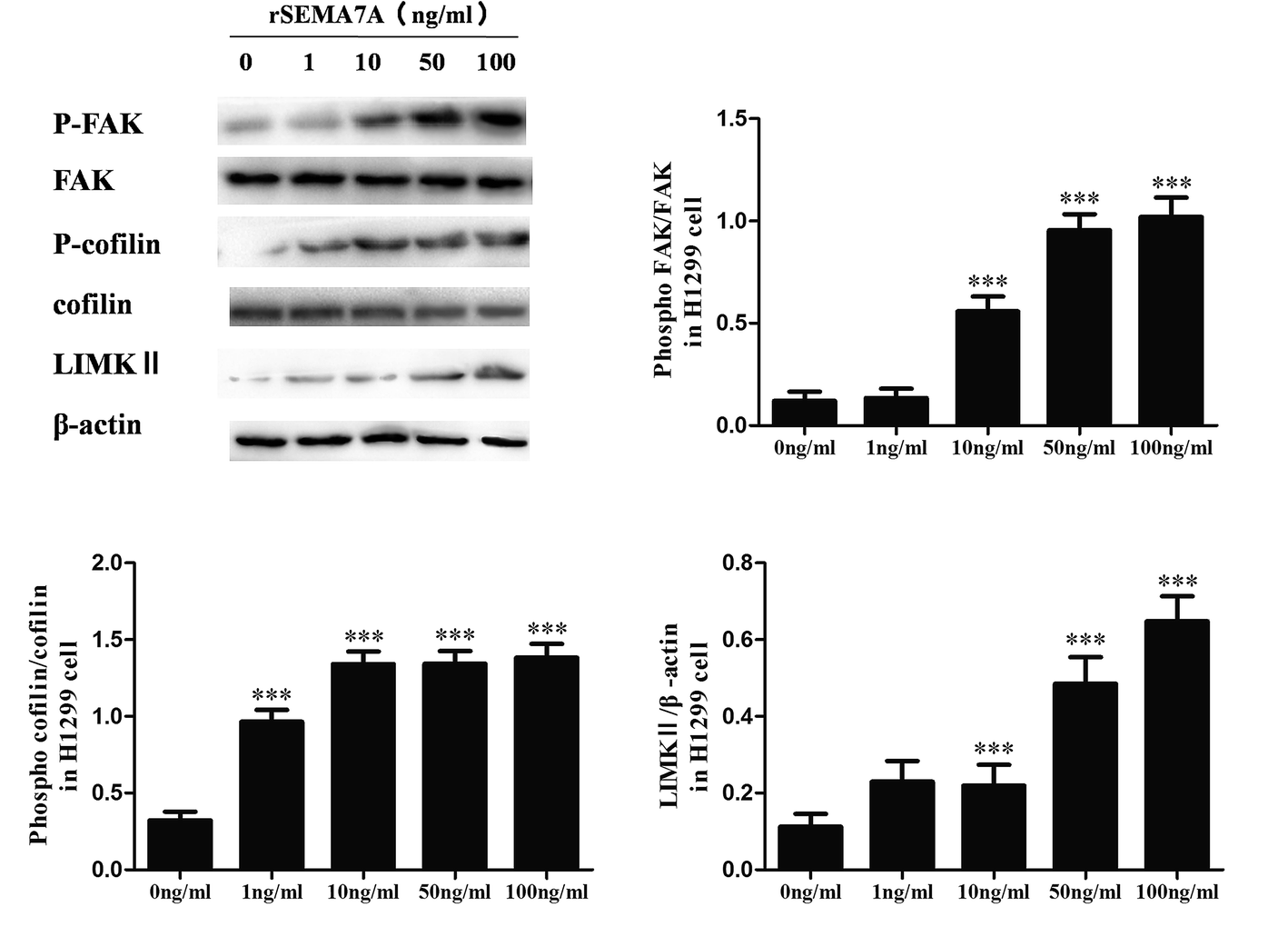 the-role-of-semaphorin-7a-and-its-receptor-plexin-c1-in-the-migration