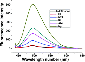 Selective recognition of c-myc promoter G-quadruplex and down ...