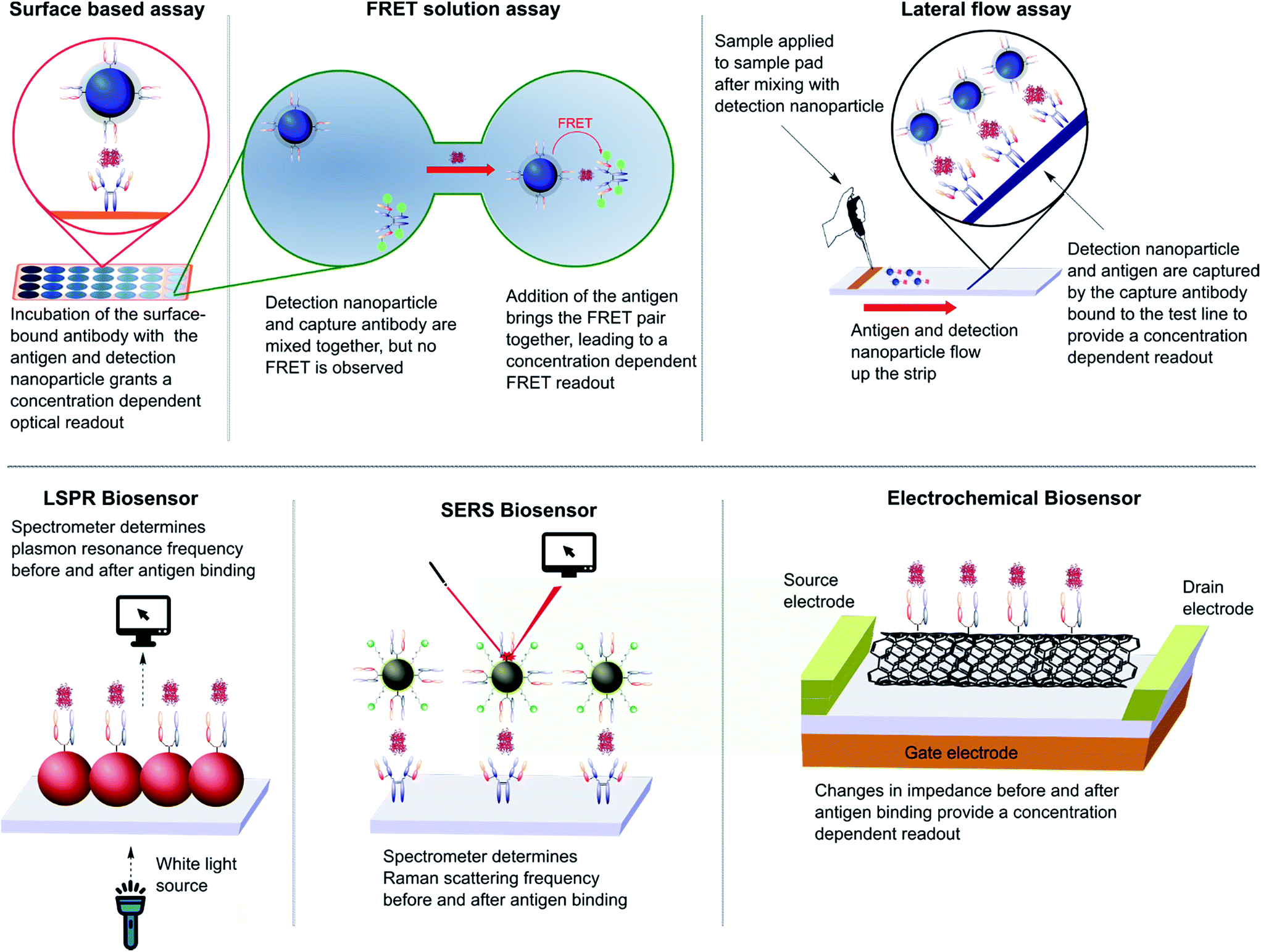 Antibody fragments as nanoparticle targeting ligands a step in the