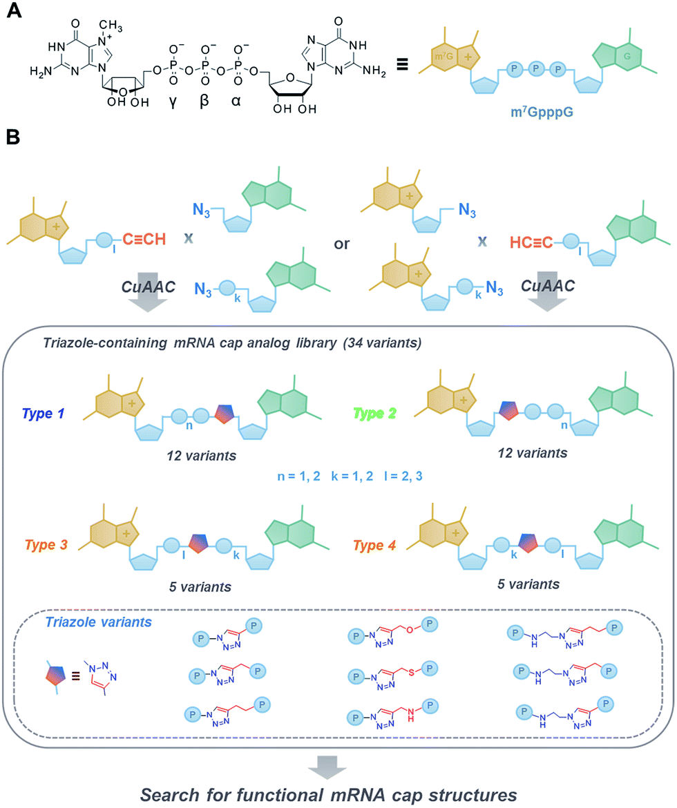 A novel route for preparing 5′ cap mimics and capped RNAs phosphate