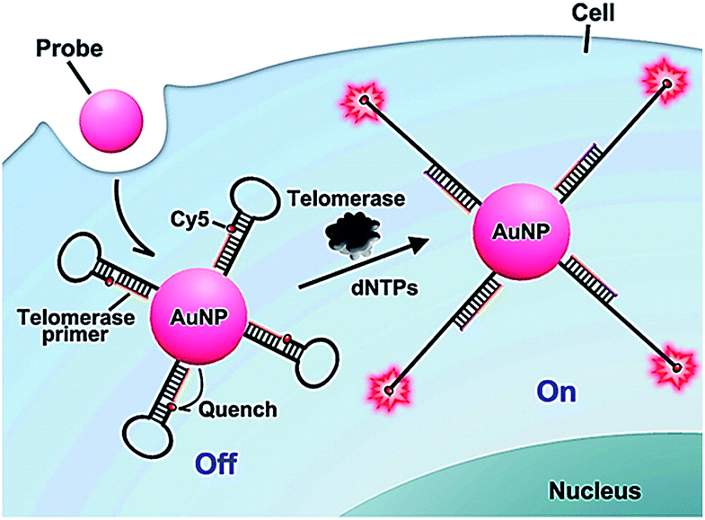 Sensing telomerase From in vitro detection to in vivo imaging