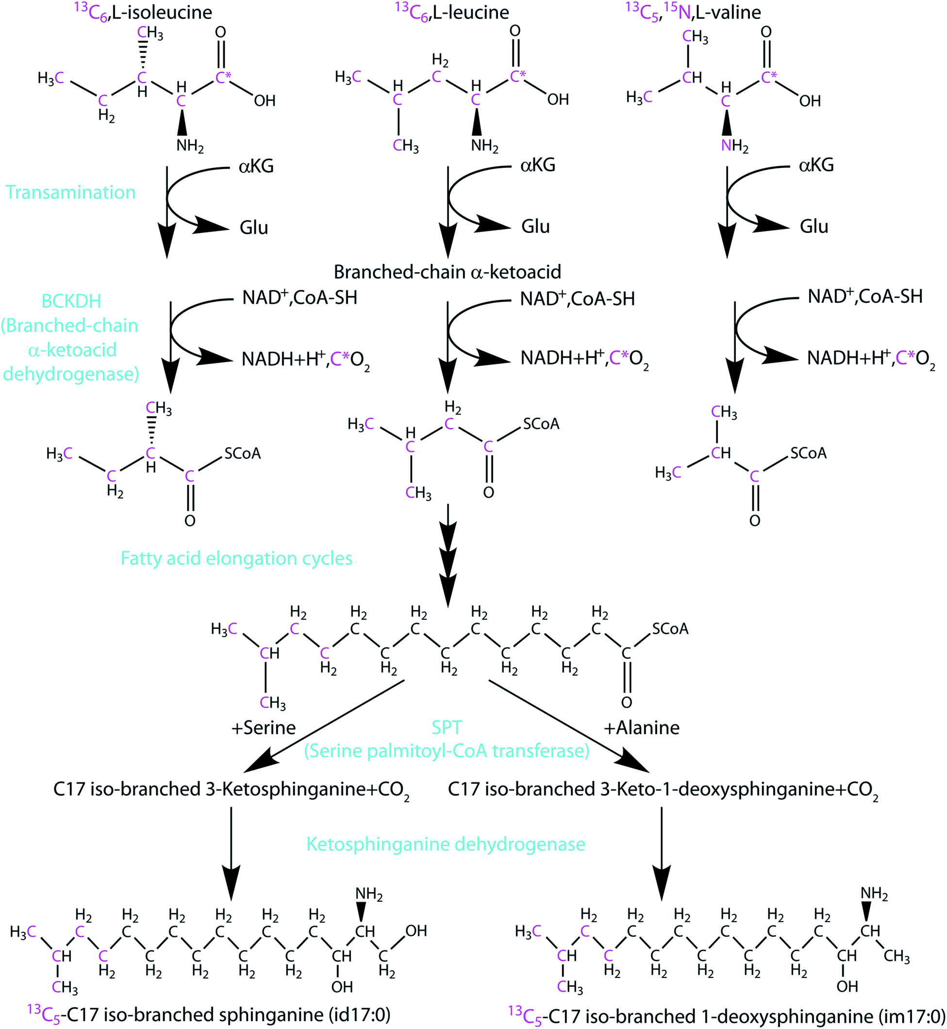 Structure and conserved function of iso-branched sphingoid bases from the nematode ...