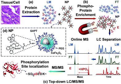 Coupling functionalized cobalt ferrite nanoparticle enrichment with ...