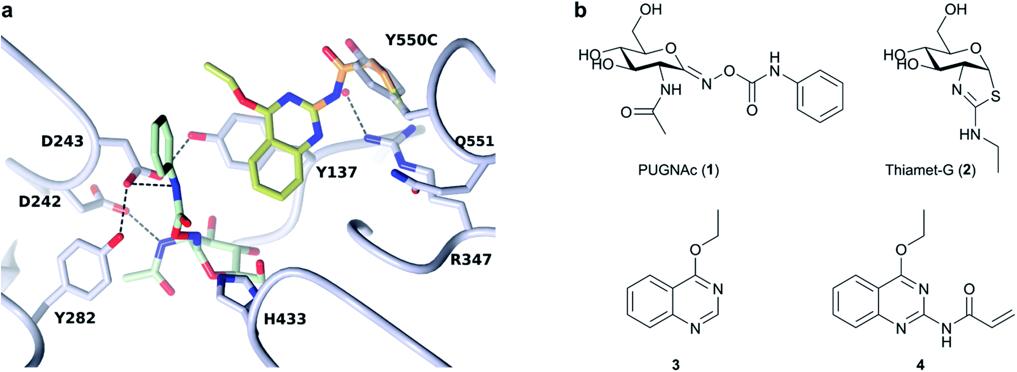 Increase Of Enzyme Activity Through Specific Covalent Modification With ...