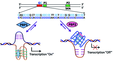 Preferential targeting of i-motifs and G-quadruplexes by small ...