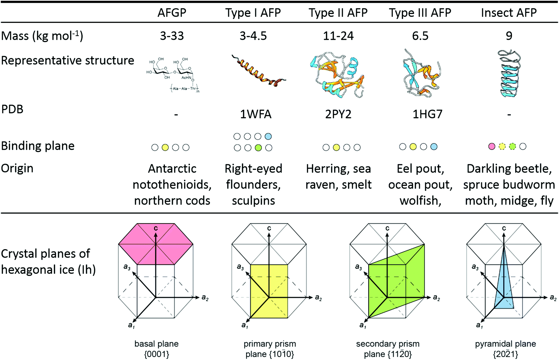 from-ice-binding-proteins-to-bio-inspired-antifreeze-materials-soft