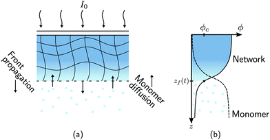 Monomer diffusion into static and evolving polymer networks during ...