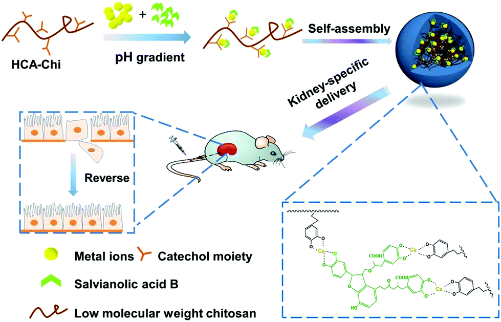 Coordination-driven assembly of catechol-modified chitosan for the 
