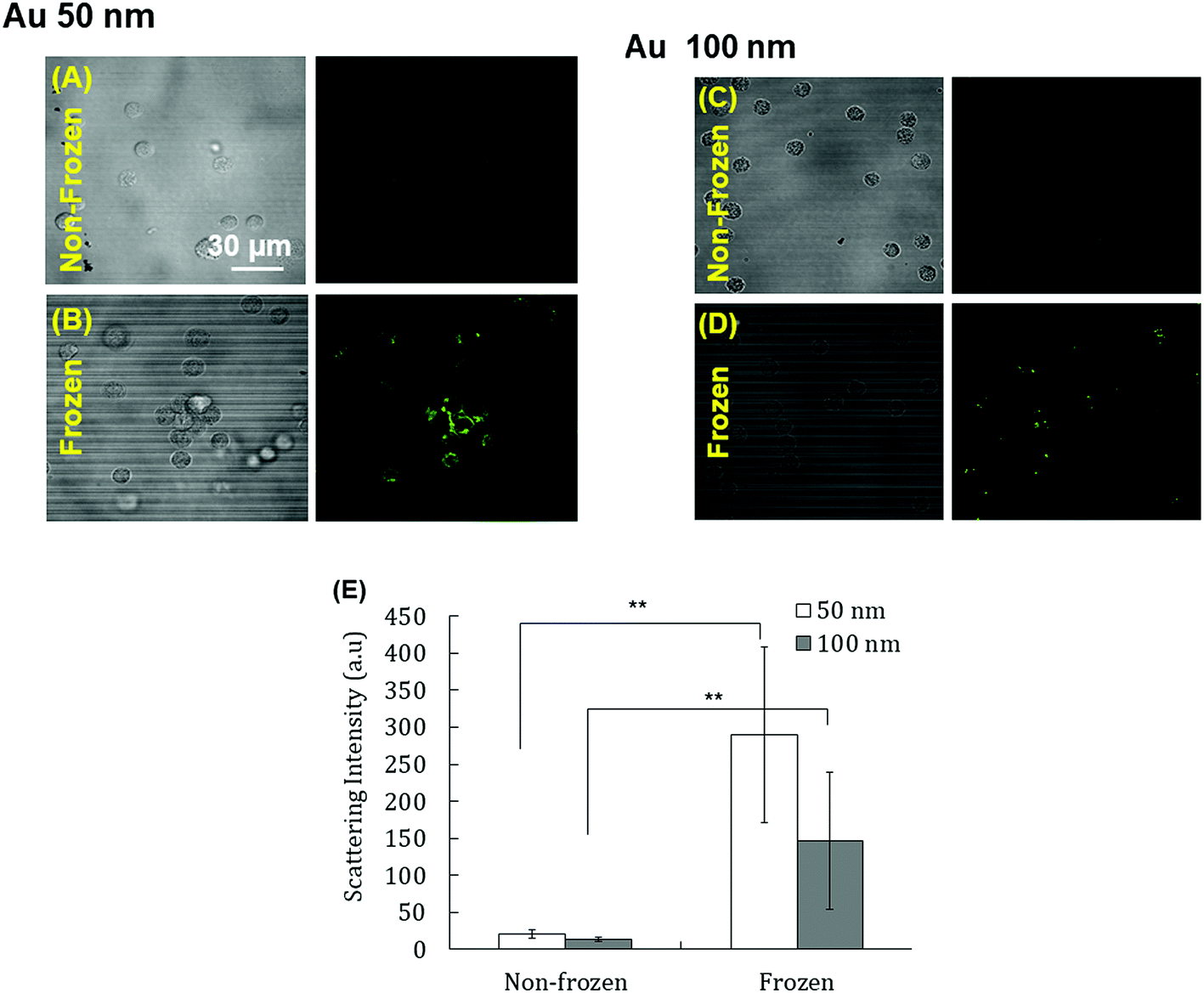 Comparative analysis of the cellular entry of polystyrene and gold 