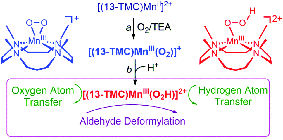 Mononuclear Manganese(III) Superoxo Complexes: Synthesis