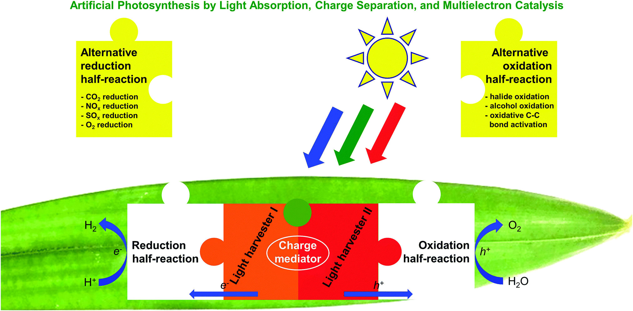 Artificial light for photosynthesis best sale