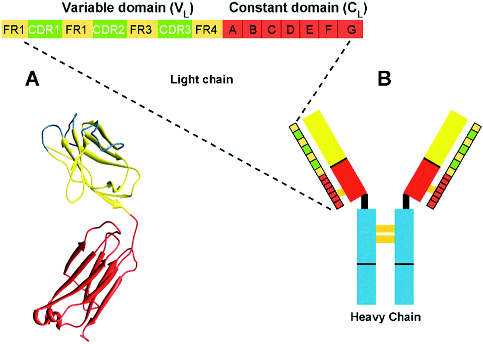 Immunoglobulin light chain amyloid aggregation - Chemical Communications  (RSC Publishing) DOI:10.1039/C8CC04396E