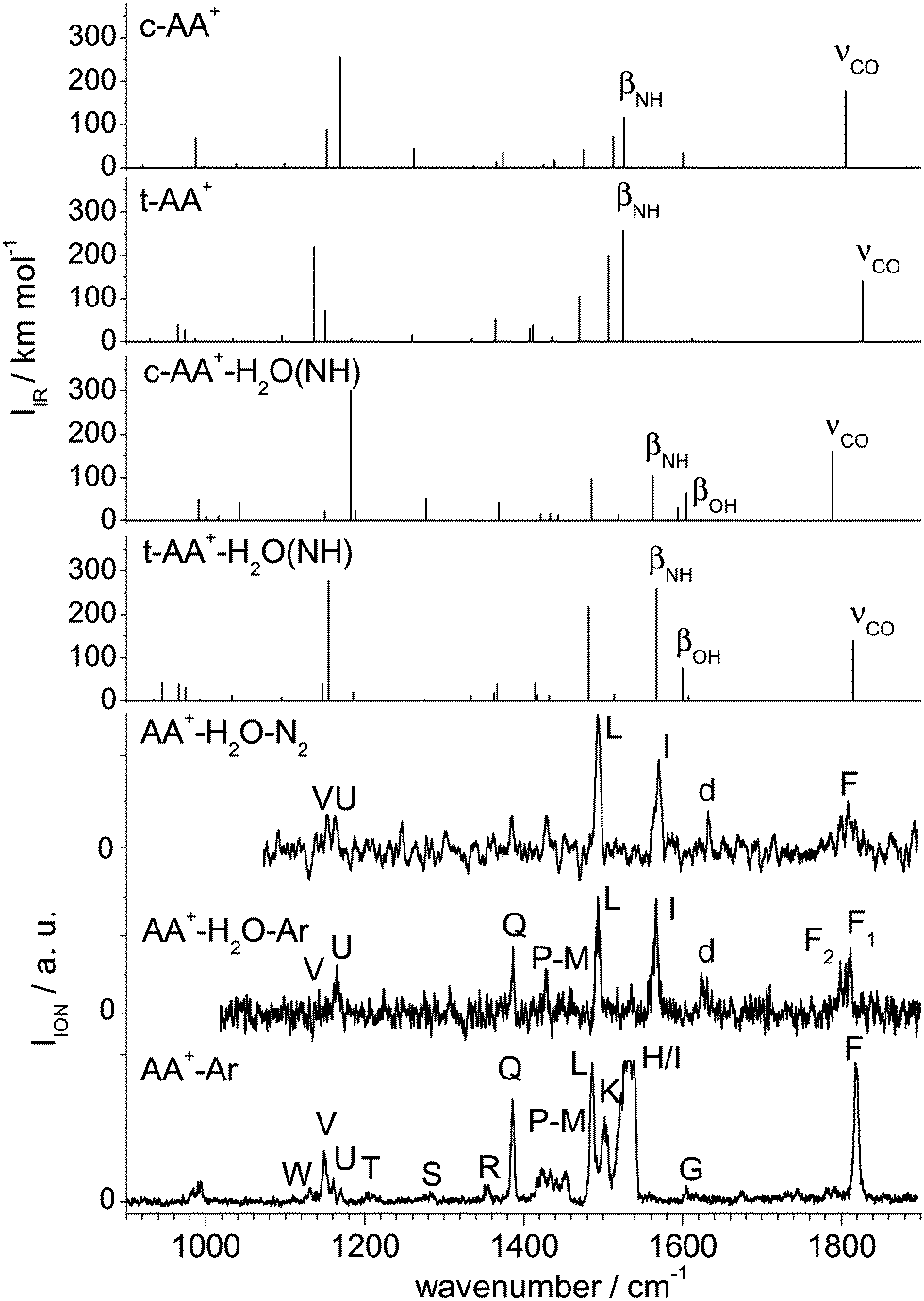 Stepwise microhydration of aromatic amide cations: water solvation