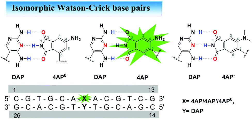 Theoretical Insights Into The Structural And Fluorescence Properties Of Dna Containing Fluorescent Nucleobases Physical Chemistry Chemical Physics Rsc Publishing Doi 10 1039 C8cpj