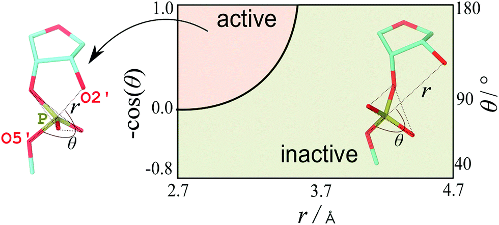 Accelerating the Ensemble Convergence of RNA Hairpin Simulations with a  Replica Exchange Structure Reservoir