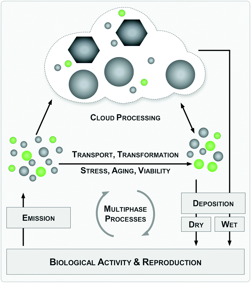 Nanomaterial–microbe cross-talk: physicochemical principles and