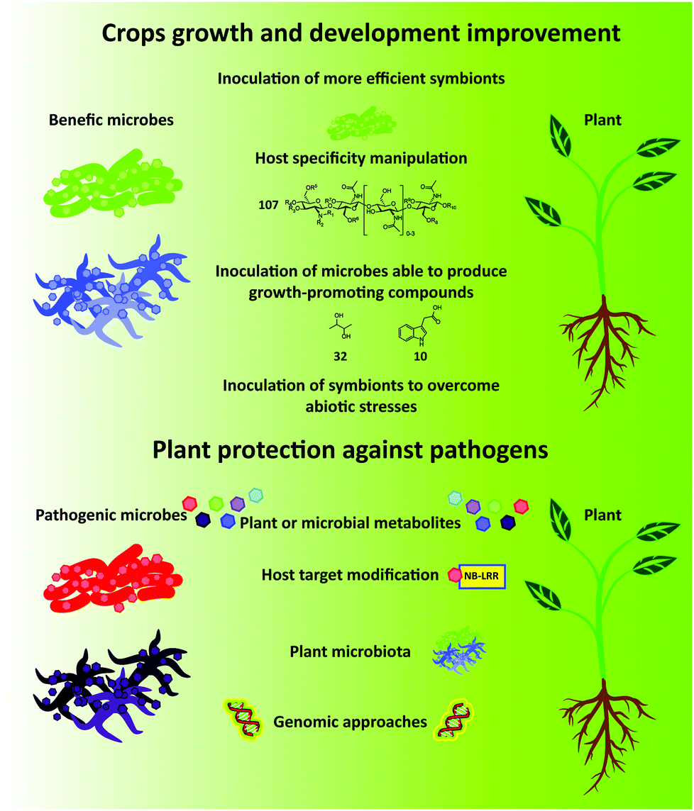 Chemical signaling involved in plant–microbe interactions 