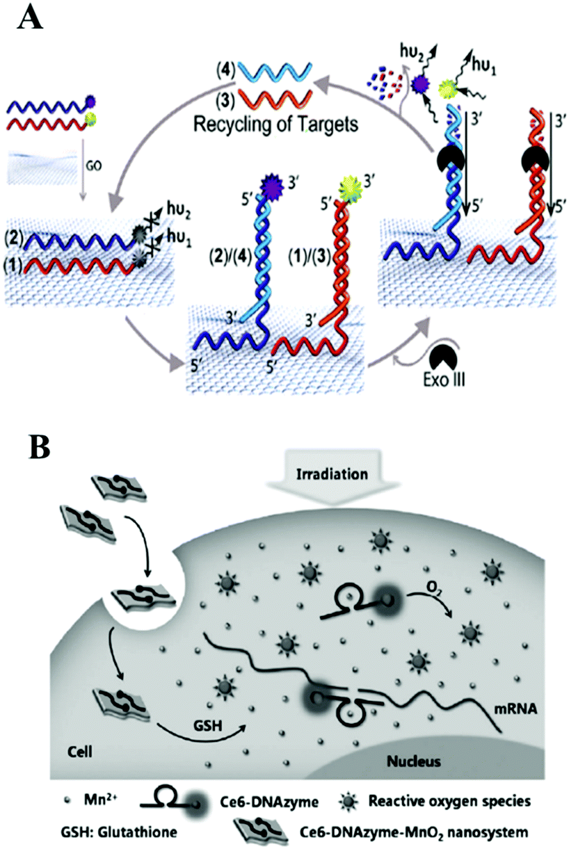 Optical nano-biosensing interface via nucleic acid amplification 