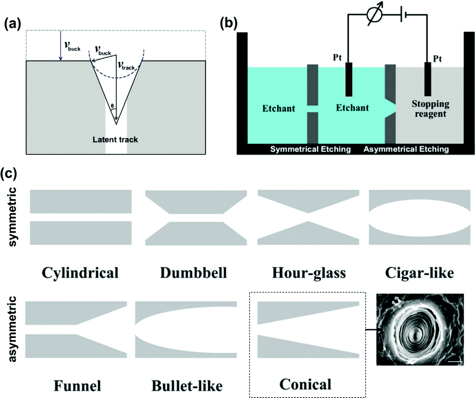 Bioinspired smart asymmetric nanochannel membranes Bioinspired smart asymmetric nanochannel membranes