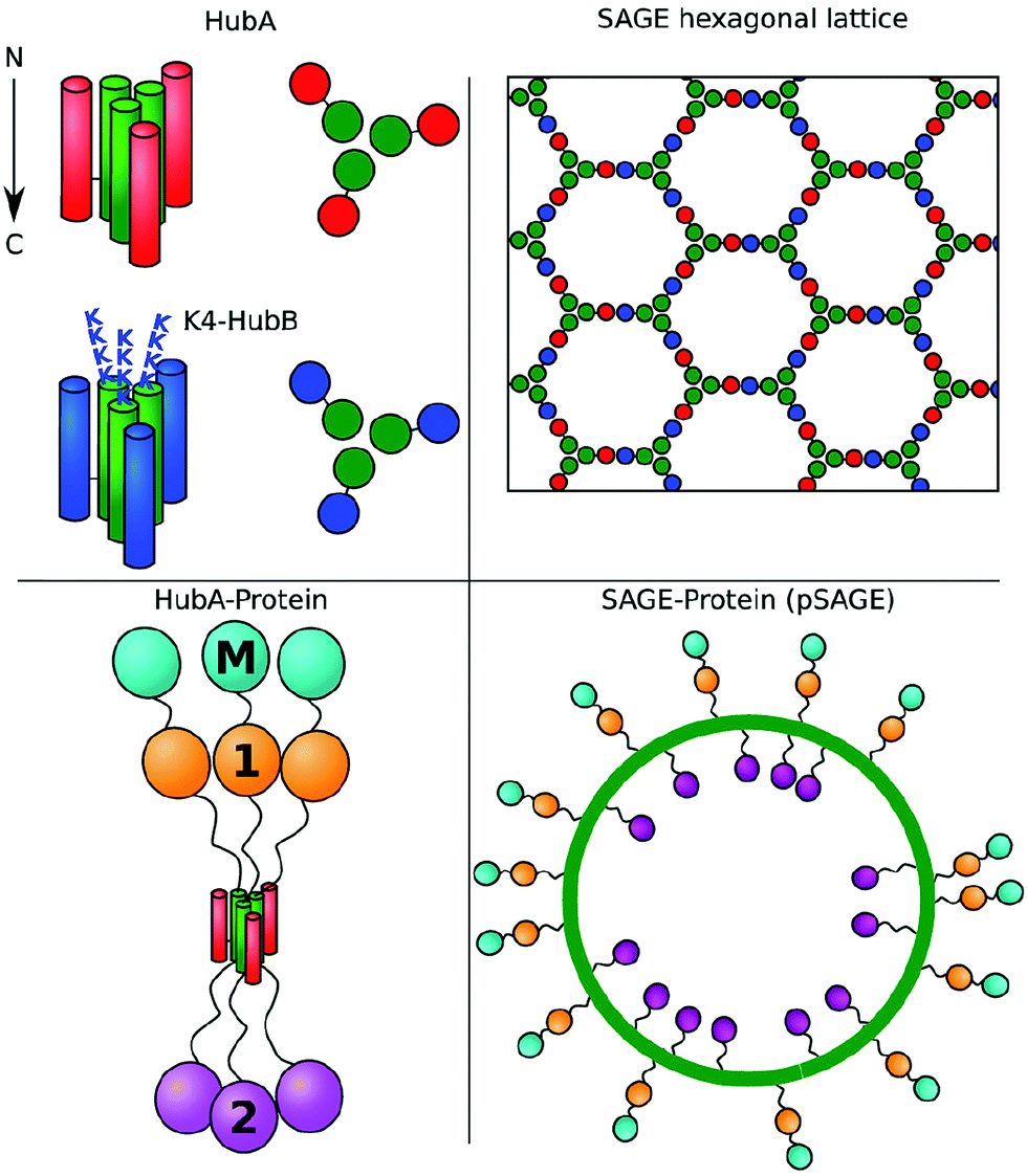 Multicomponent peptide assemblies - Chemical Society Reviews (RSC 