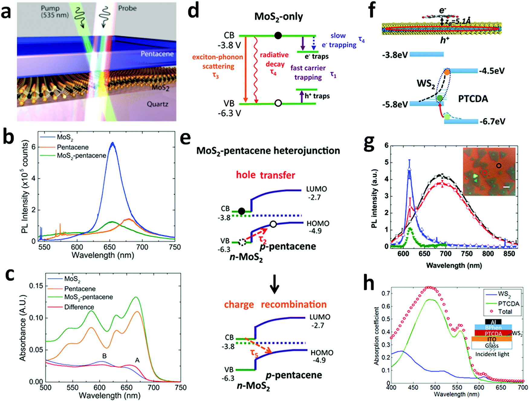 The organic–2D transition metal dichalcogenide