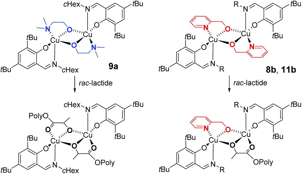 Dinuclear iminophenoxide copper complexes in rac -lactide