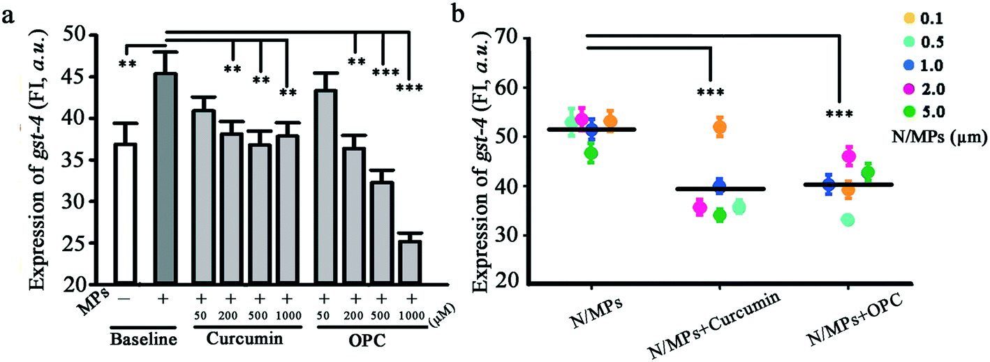 Photoaged polystyrene nanoplastics exposure results in reproductive  toxicity due to oxidative damage in Caenorhabditis elegans - ScienceDirect