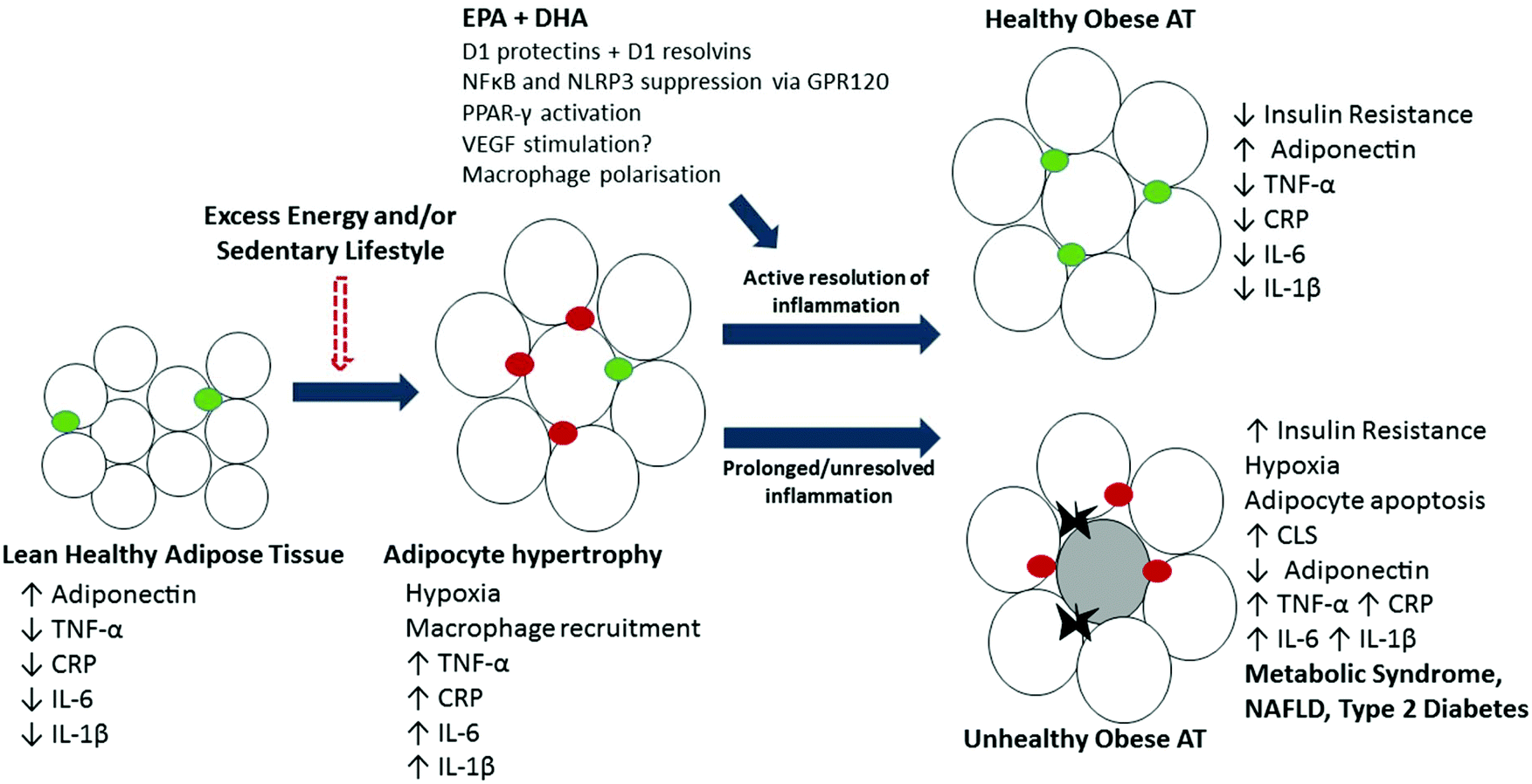 Science behind the cardio-metabolic benefits of omega-3 Science behind the cardio-metabolic benefits of omega-3