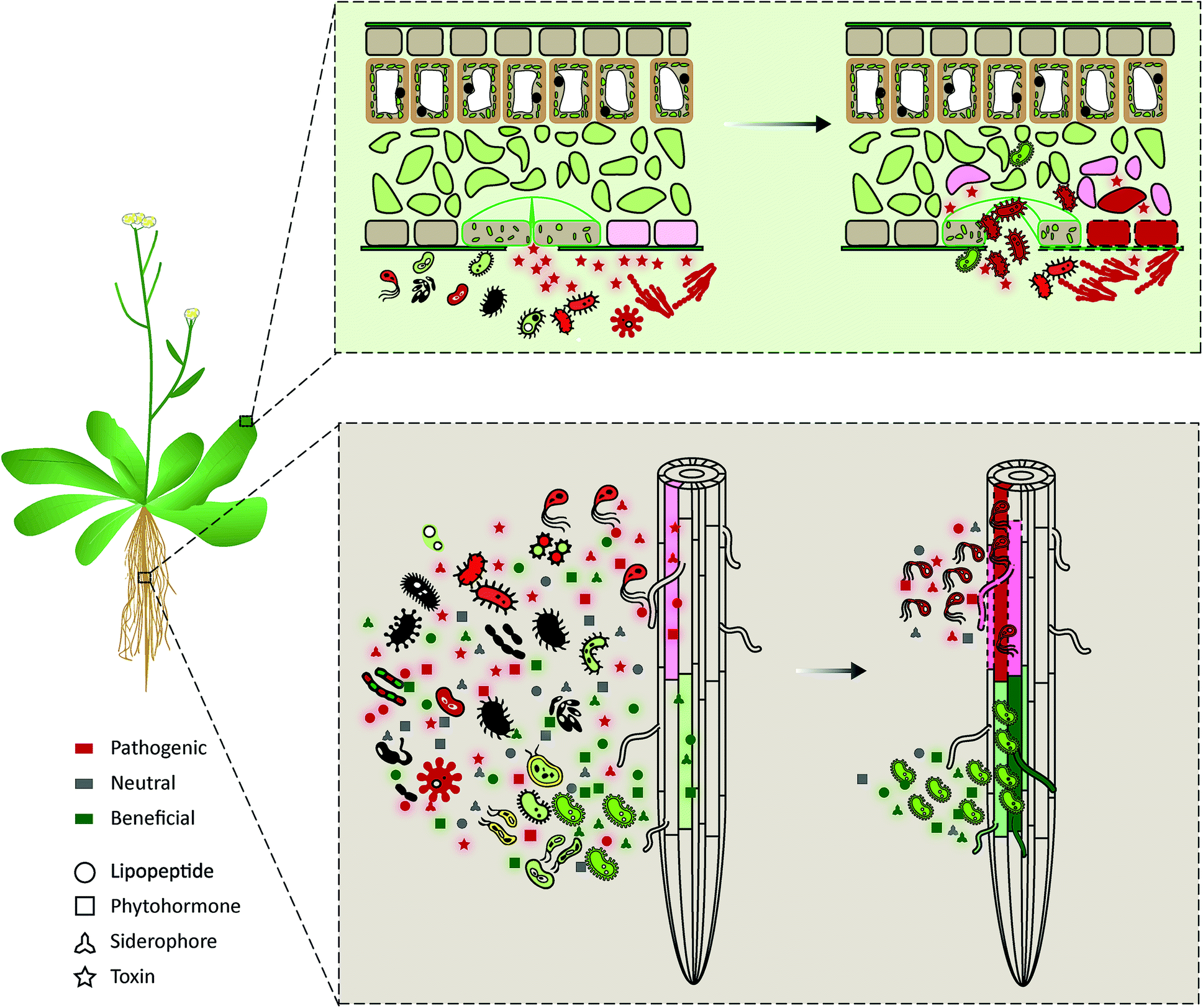 Microbial small molecules – weapons of plant subversion - Natural Product  Reports (RSC Publishing) DOI:10.1039/C7NP00062F