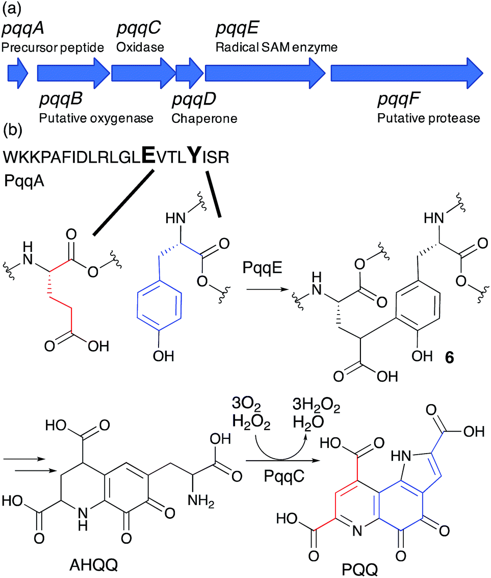 C–C bond forming radical SAM enzymes involved in the construction 