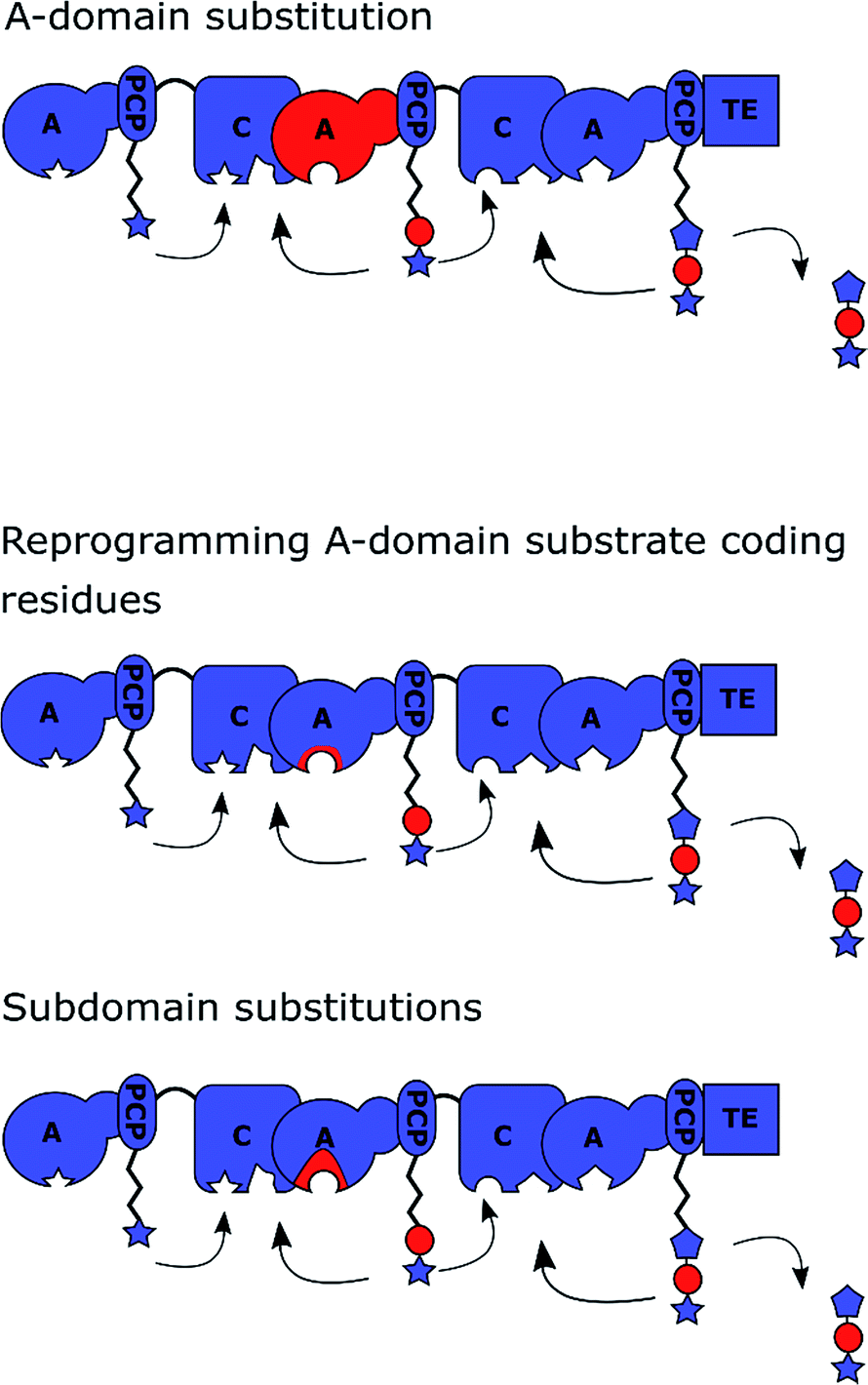 Structural, functional and evolutionary perspectives on