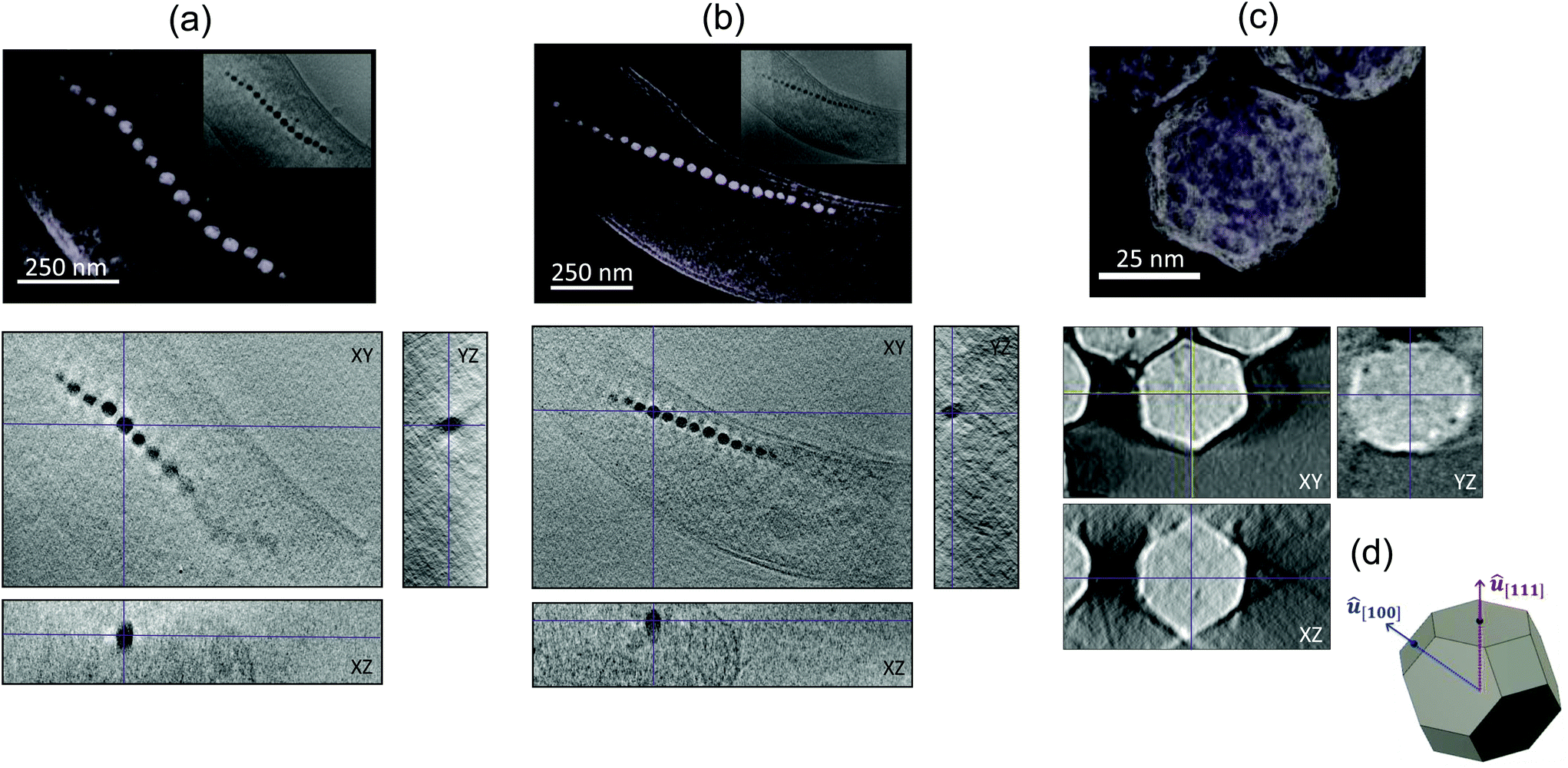 Configuration Of The Magnetosome Chain A Natural Magnetic Nanoarchitecture Nanoscale Rsc Publishing Doi 10 1039 C7nre